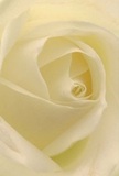 Enveloped in the soft embrace of a cream-white rose, this image draws you to its gentle heart, where spiraling petals evoke the peaceful mornings characteristic of Sydenham Hill. The bloom's texture, so fine and almost weightless, conjures the sensation of dewdrops lingering in the private gardens dotting the area. Subtle curves and shadows imbue the flower with depth and quiet drama, capturing the emotional sanctuary such a rose can represent-ideal for moments of sympathy, admiration, or the celebration of new beginnings close to home. A whisper of floral fragrance seems to hang in the air, subtle yet unmistakable, symbolic of the understated grace and attentive craftsmanship Sydenham Hill Florist brings to every meaningful occasion. Through this lens, the rose becomes not just a flower, but a testament to care, artistry, and the serene beauty celebrated in Sydenham Hill.